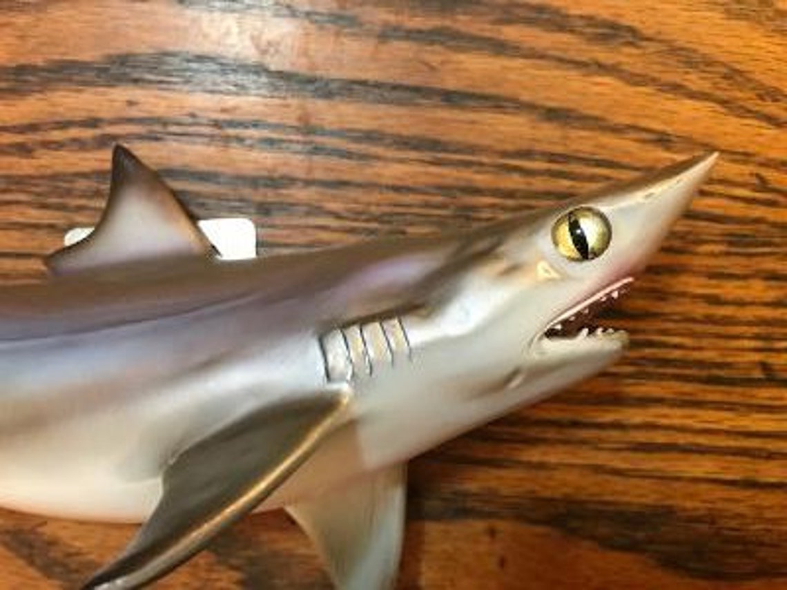 REPRO awesome Little SAND Tiger SHARK Taxidermy Mount Cabin - Etsy