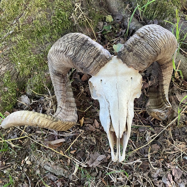 Corsican RAM Sheep Full Skull, -BIG HORNS  # lower jaws # 8   Latin Binomial Name:  =   Ovis -Hybrid