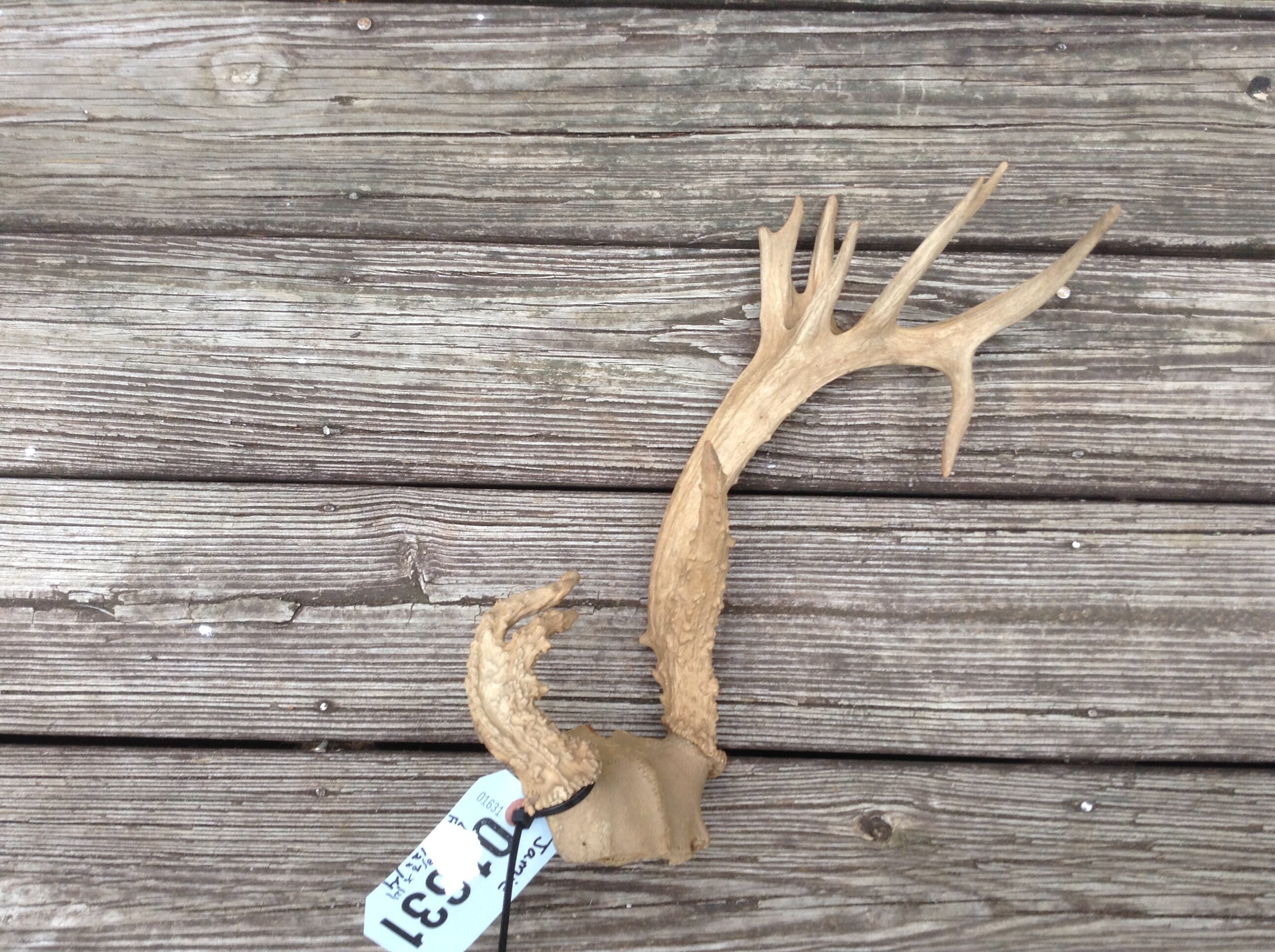 Weird Nontypical 9 Point Whitetail Deer Antlers-skull Plate- DROP TINE  Lodge Taxidermy Decor Y O Ranch -texas - = Odocoileus Virginianus - Etsy