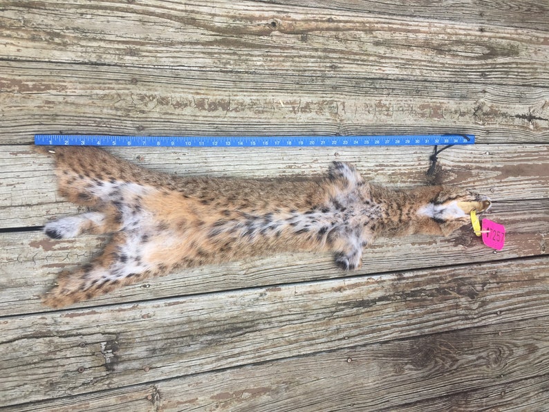 TAXIDERMY 1 Large Tanned BOBCAT FUR/Hide/Skin/Pelt Log Cabin Etsy