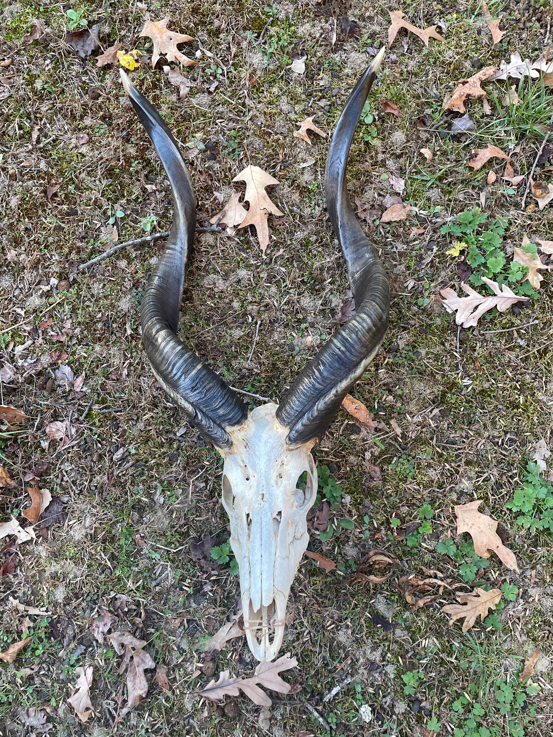 Rare Sitatunga Skull & Trophy Horns Collectors African Safari