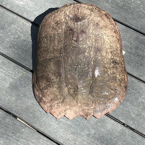 May include: A weathered, brown turtle shell with a textured surface. The shell has a rounded shape with a segmented pattern and a scalloped edge. The shell is lying on a gray wooden surface.