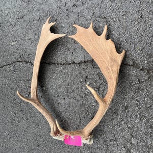 May include: A pair of naturally shed deer antlers, showcasing a light brown color and intricate branching patterns. The antlers are set against a gray asphalt surface, with a pink tag attached at the base.