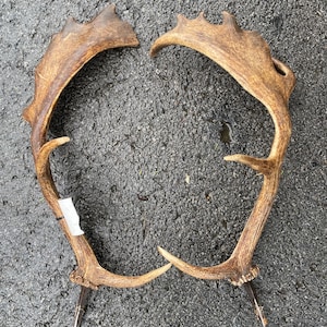 May include: Two brown deer antlers with a textured surface. The antlers are naturally shed and have a light brown color with darker brown tips. The antlers are lying on a dark gray surface.