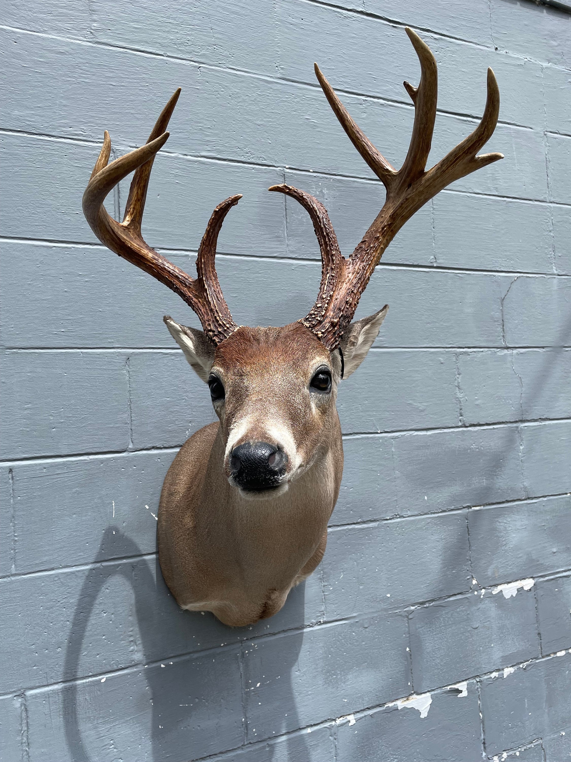 Great Taxidermy, New, South TEXAS, 6 X 5 = 11 Pt. Whitetail DEER