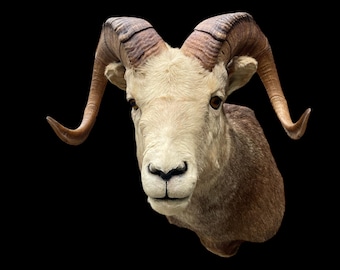 Taxidermy FANNIN=STONE SHEEP Shoulder Mount/ Big Horns/Log Cabin Hunting Lodge Decor   ==  Ovis dalli stonei  # 6 = Grand Slam