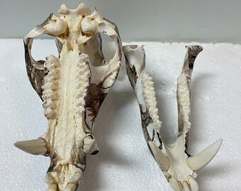 Trophy Size Awesome COLLARED PECCARY/JAVELINA Snow Camo Dipped