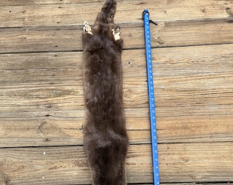 Large Tanned RIVER OTTER Fur, Skin, TN. Cities tag..  North American River Otter with all feet.. # B 5934 =  (Lontra canadensis)