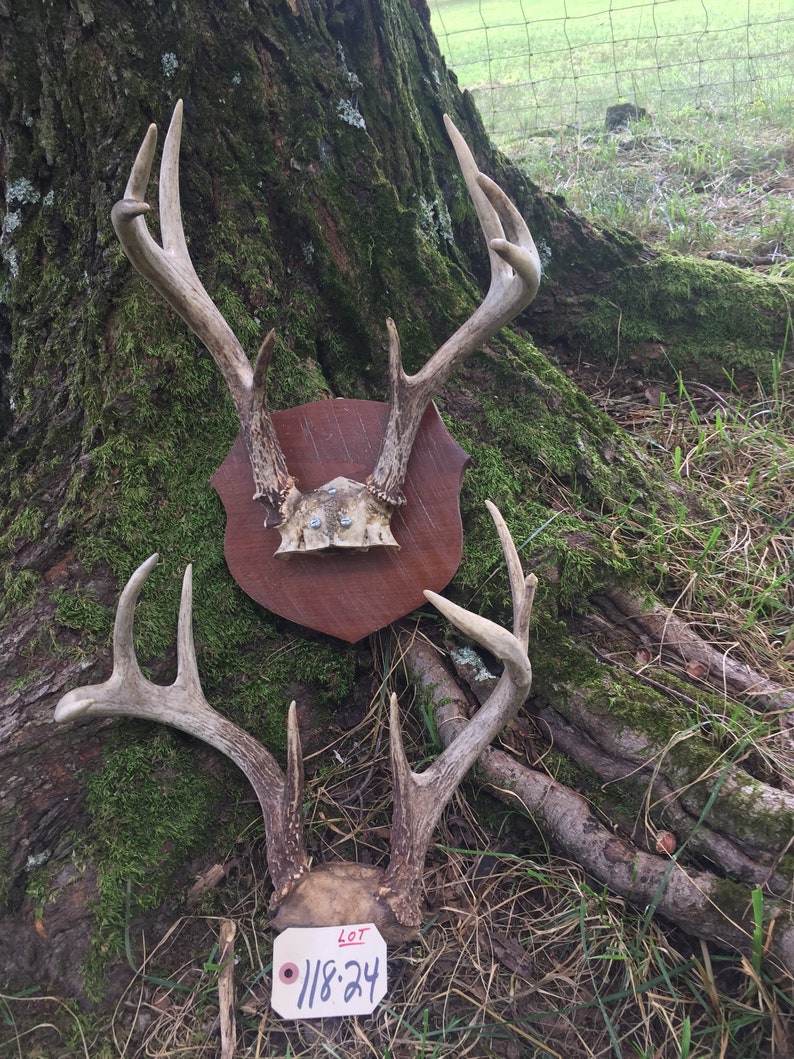 2 Sets of Nice 8 Point Whitetail DEER ANTLERS Log Cabin - Etsy