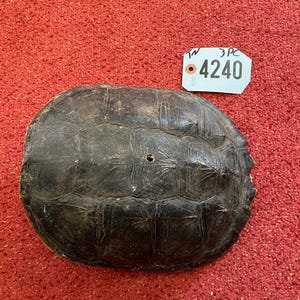 May include: A dark brown turtle shell with a textured surface. The shell has a hole in the center and is set against a red background. A white tag with the number 4240 is attached to the shell.