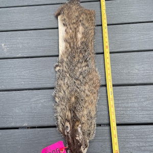 May include: A brown and grey animal pelt with a textured fur coat, positioned next to a yellow measuring tape that indicates a length of approximately 34 inches. A bright pink rectangular tag with the black printed number 00841 is attached.