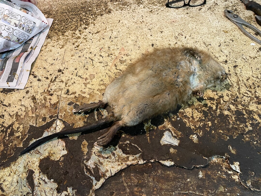 Nice Large American Muskrat Skin for a Lifesize Taxidermy , Mount, Log Cabin Hunting Lodge Decor