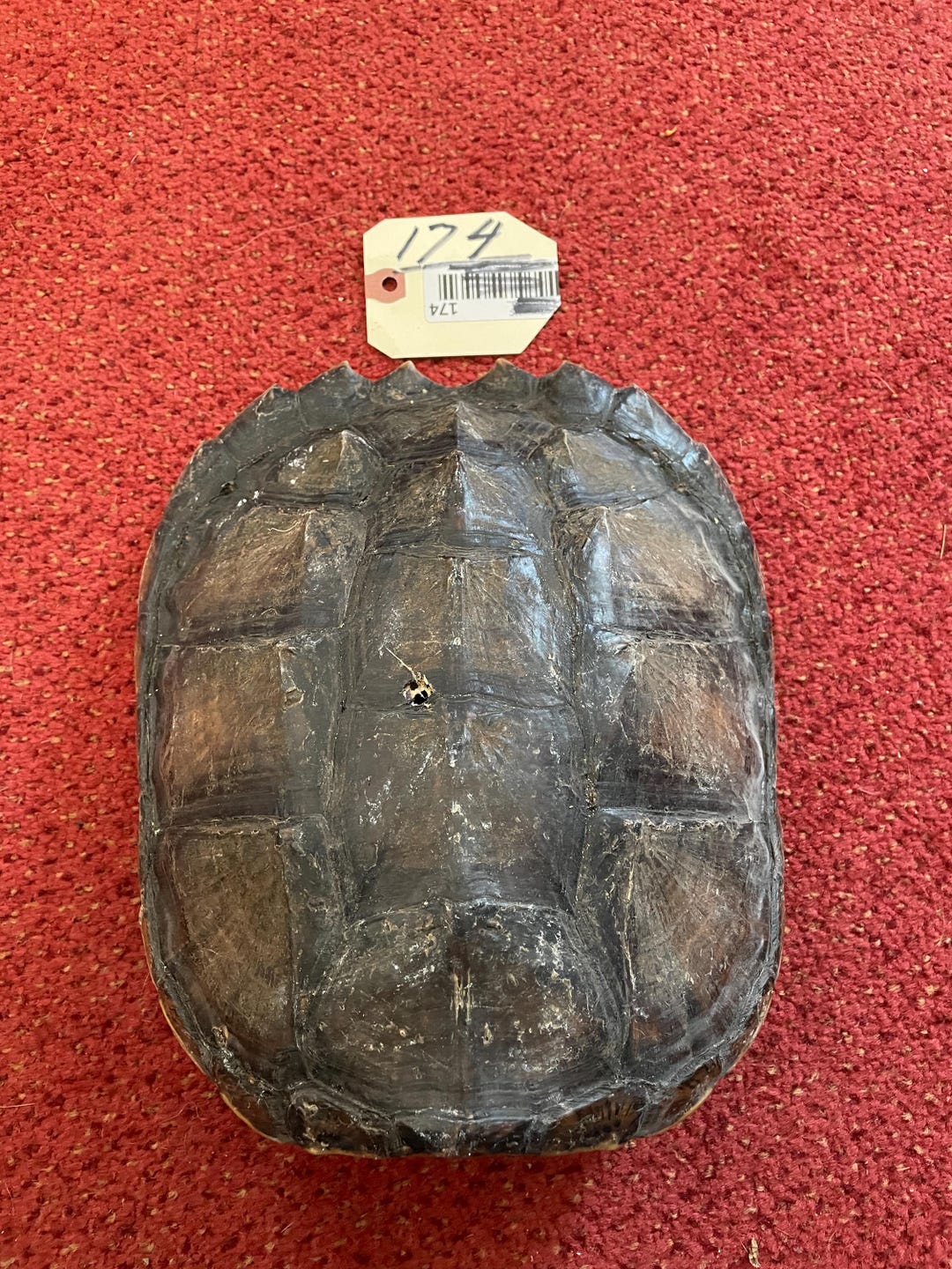 ONE {1} Awesome Taxidermy Common Snapping Turtle Shell Log Cabin ...