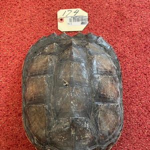 May include: A dark brown turtle shell with a tag labeled "174".