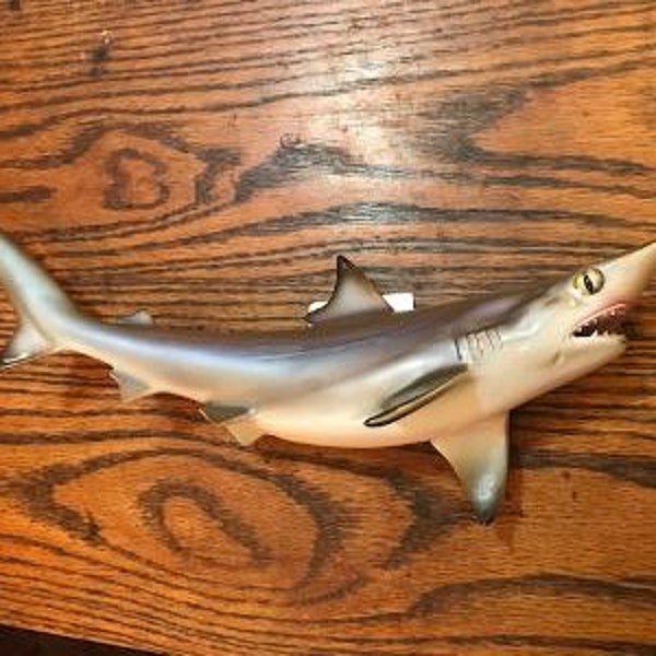 REPRO *Awesome Little SAND Tiger SHARK* Taxidermy Mount Cabin Fishin Lodge Decor  14"   ==  (Carcharias taurus)