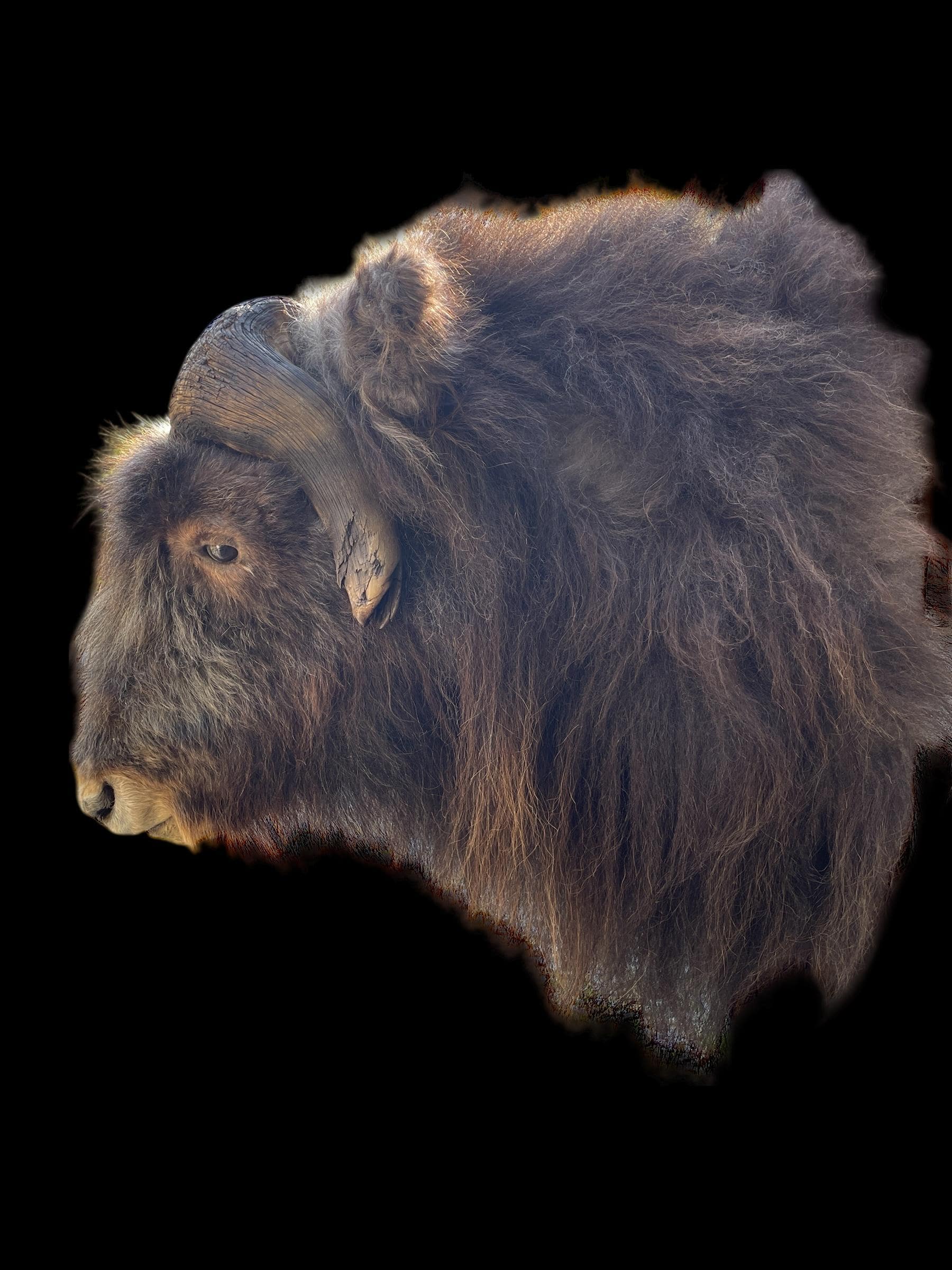 Rare, FREAK Set of Horns, on This MUSK OX Sho. Mount Taxidermy Log