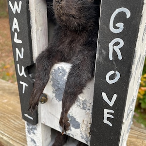 May include: A black squirrel is posed inside a white wooden box with the words "WALNUT" and "GROVE" written on black signs.