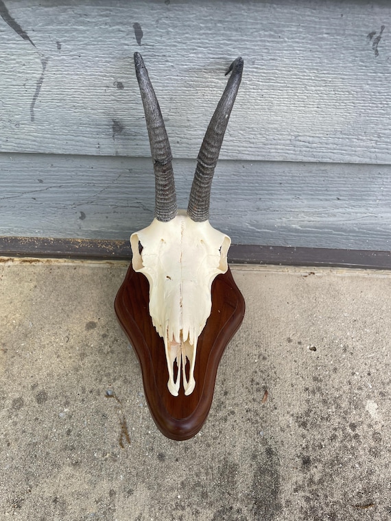 Taxidermy, Beautiful, ALPINE CHAMOIS Skull Mount Big HORNS