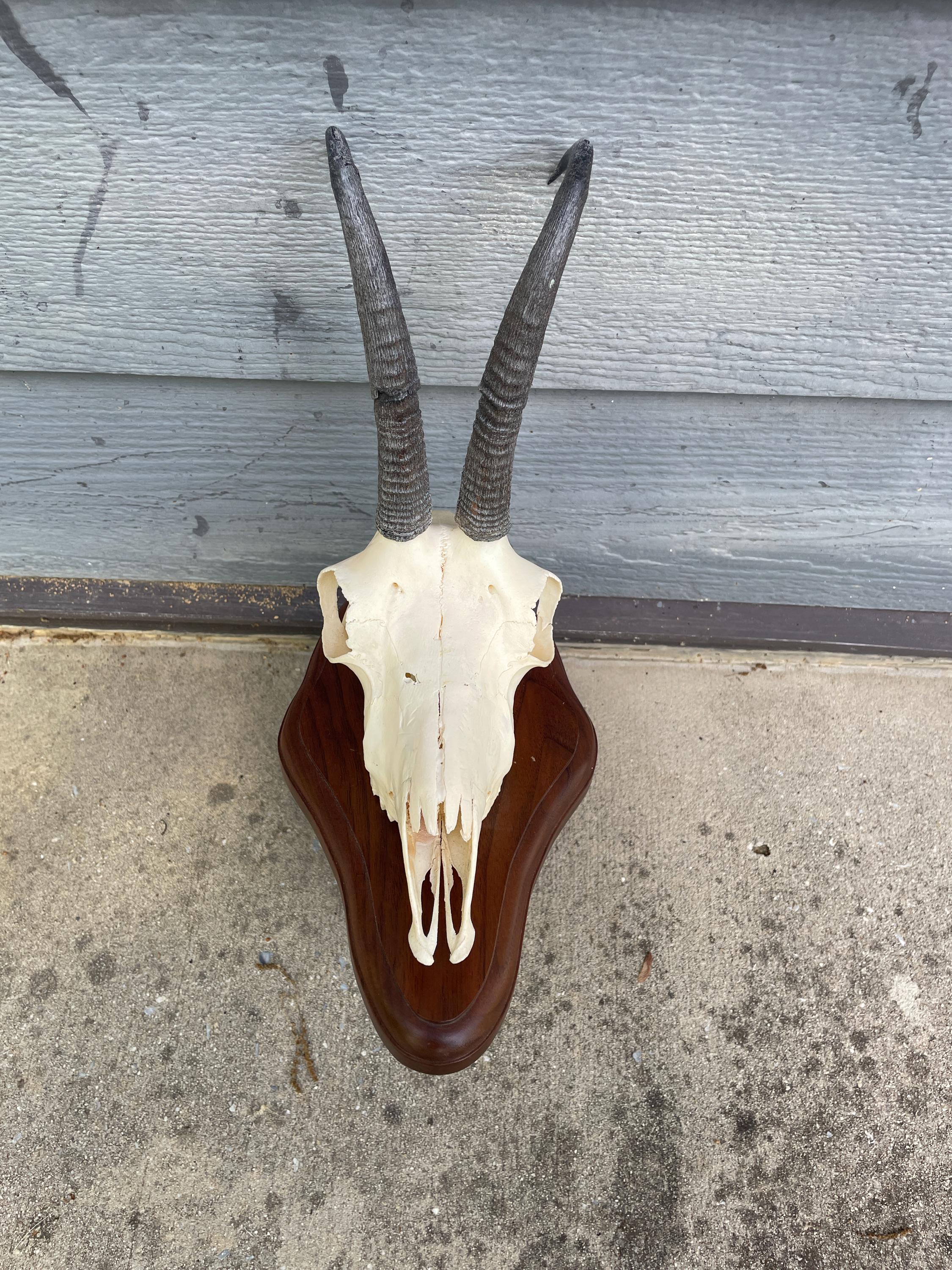 Taxidermy, Beautiful, ALPINE CHAMOIS Skull Mount Big HORNS