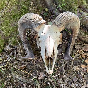 il_300x300.4082752973_bv7o.jpg