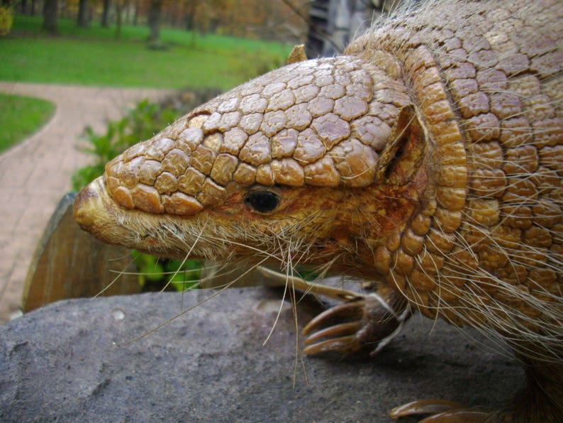 screaming hairy armadillo screaming hairy armadillo