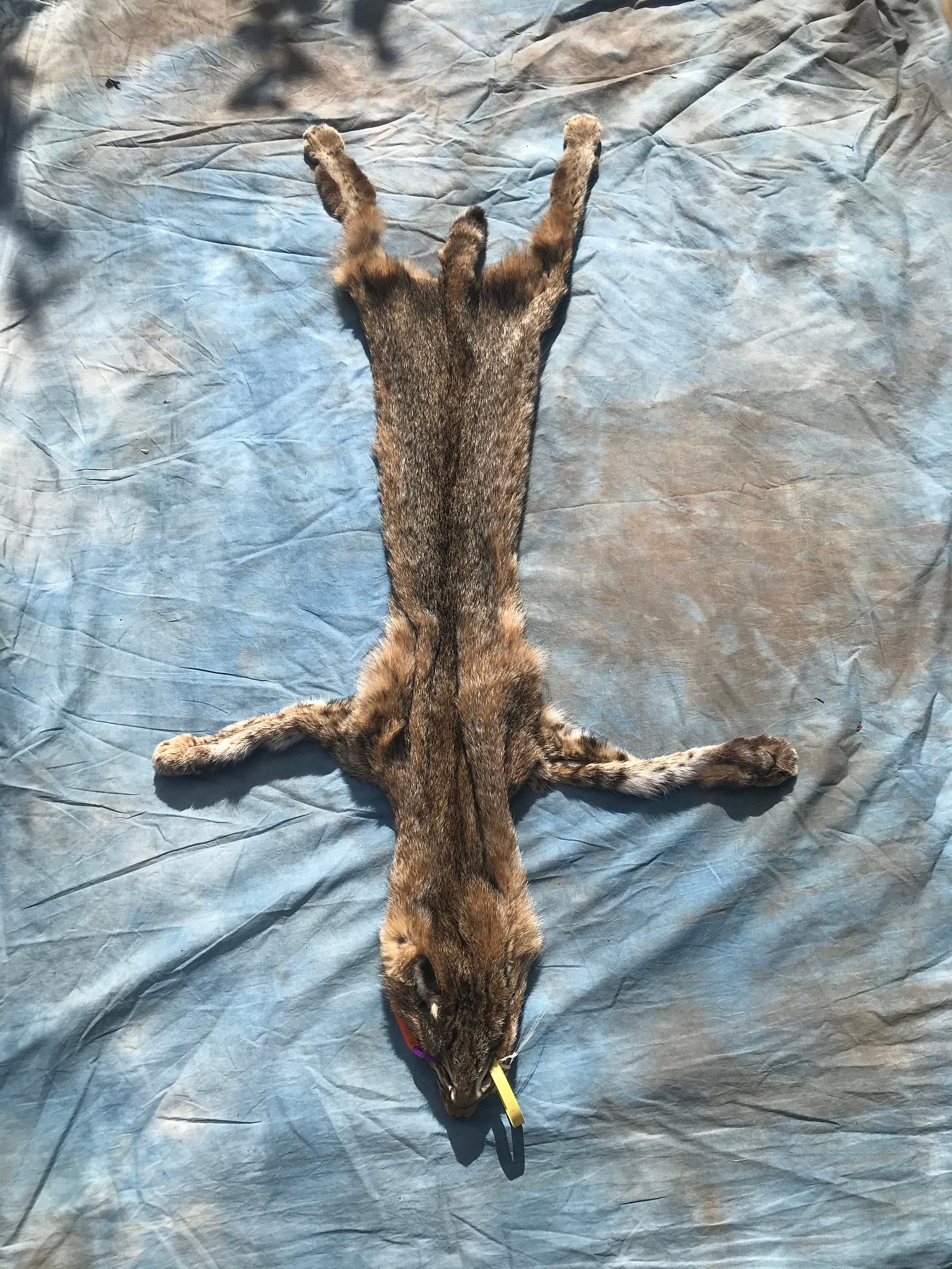 TAXIDERMY 1 Large Tanned BOBCAT FUR/Hide/Skin/Pelt/ All feet Etsy