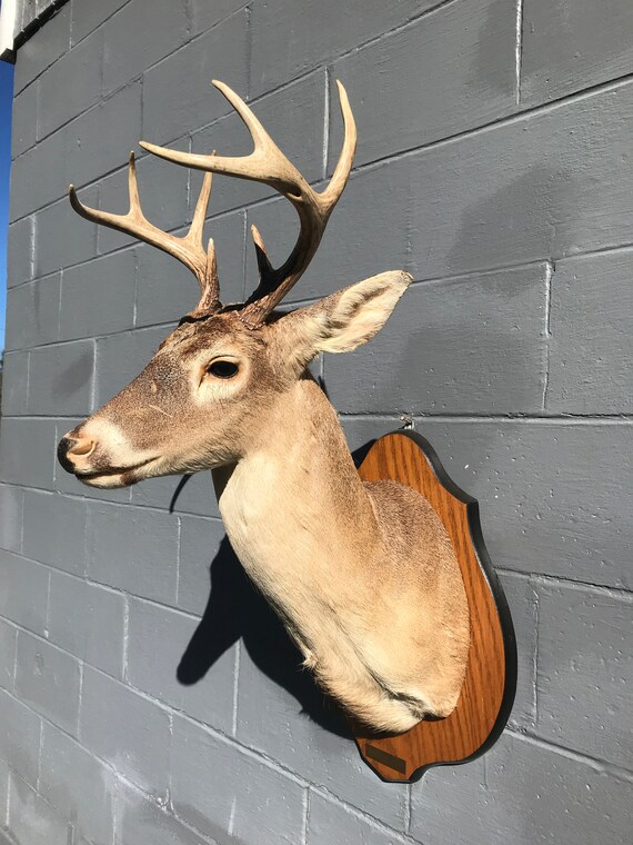 Deer Skull Antlers Toilet Paper Holder Rustic Cabin Hunting Man Cave Lodge