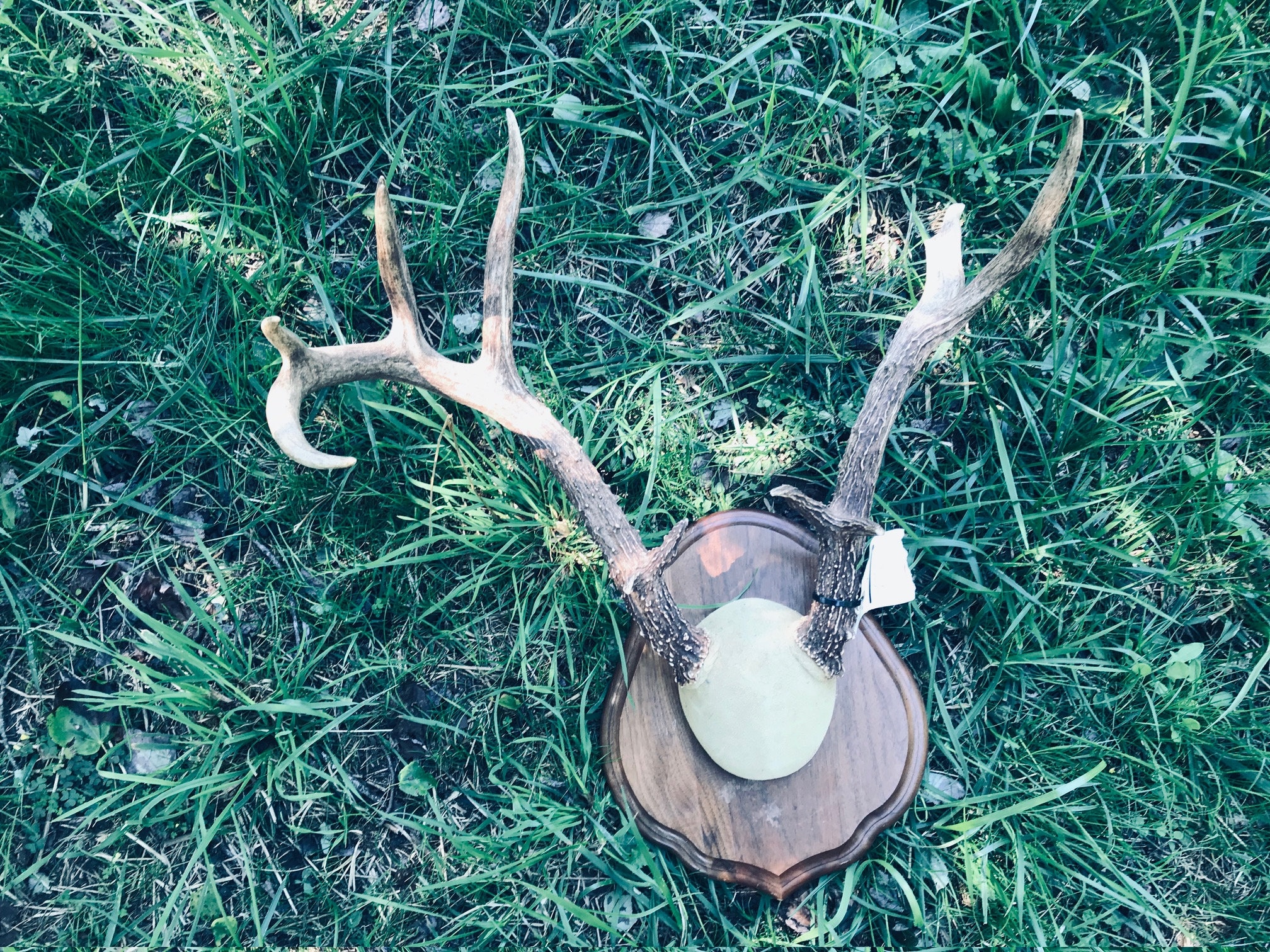 Nice 10 Point - 6 X 4 Set of Mexico Whitetail DEER ANTLERS, Log