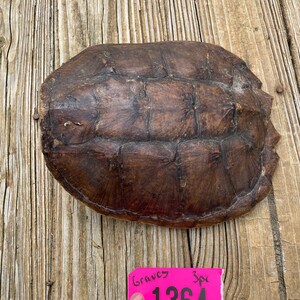 ONE {1} Awesome Taxidermy Common Snapping Turtle Shell Log Cabin ...