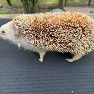 May include: A small, white hedgehog with brown spines. The hedgehog is standing on a black surface.