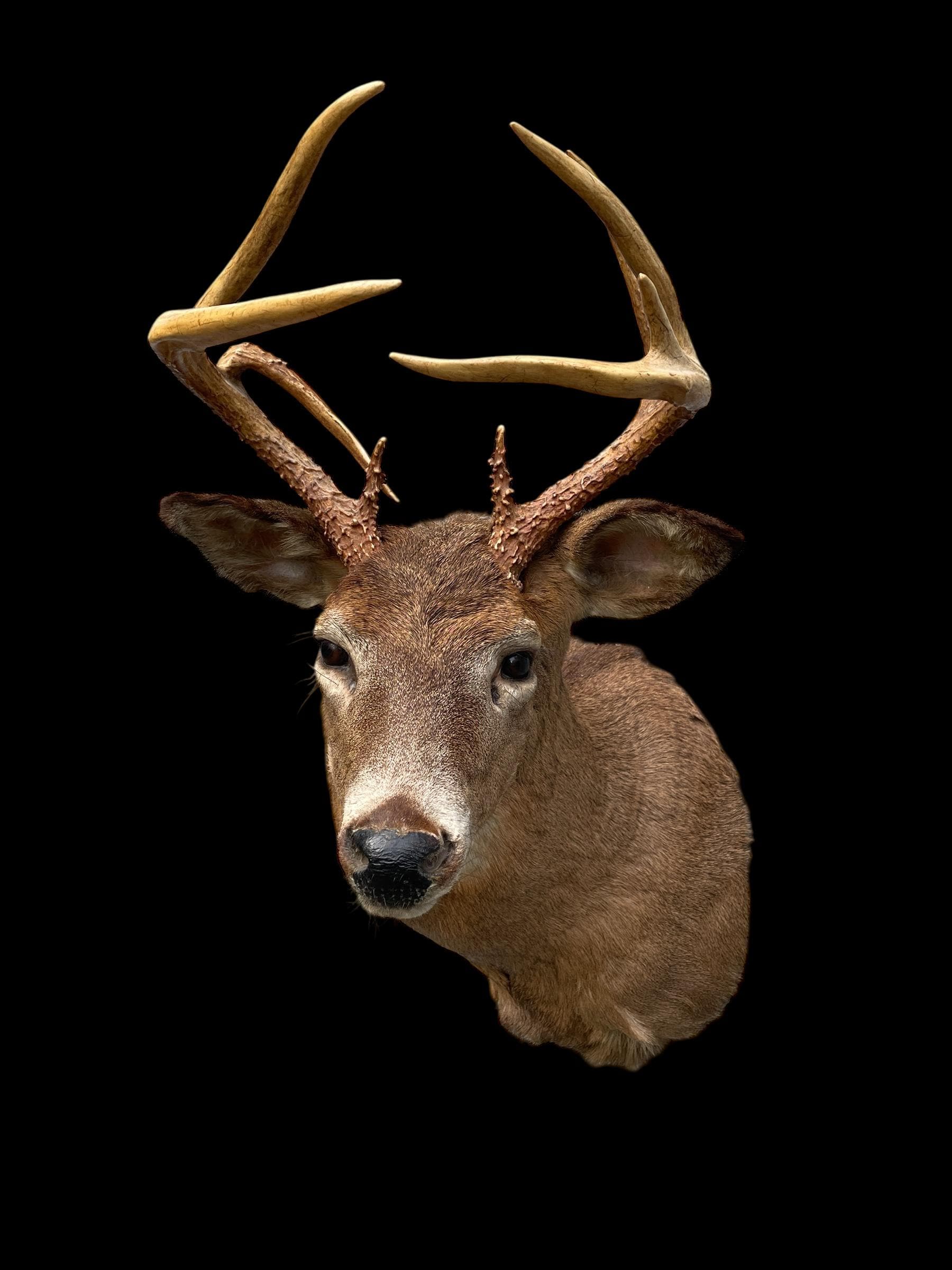 Taxidermy Nice Vintage 9-point 5 X 4 ODD Antlered Whitetail DEER