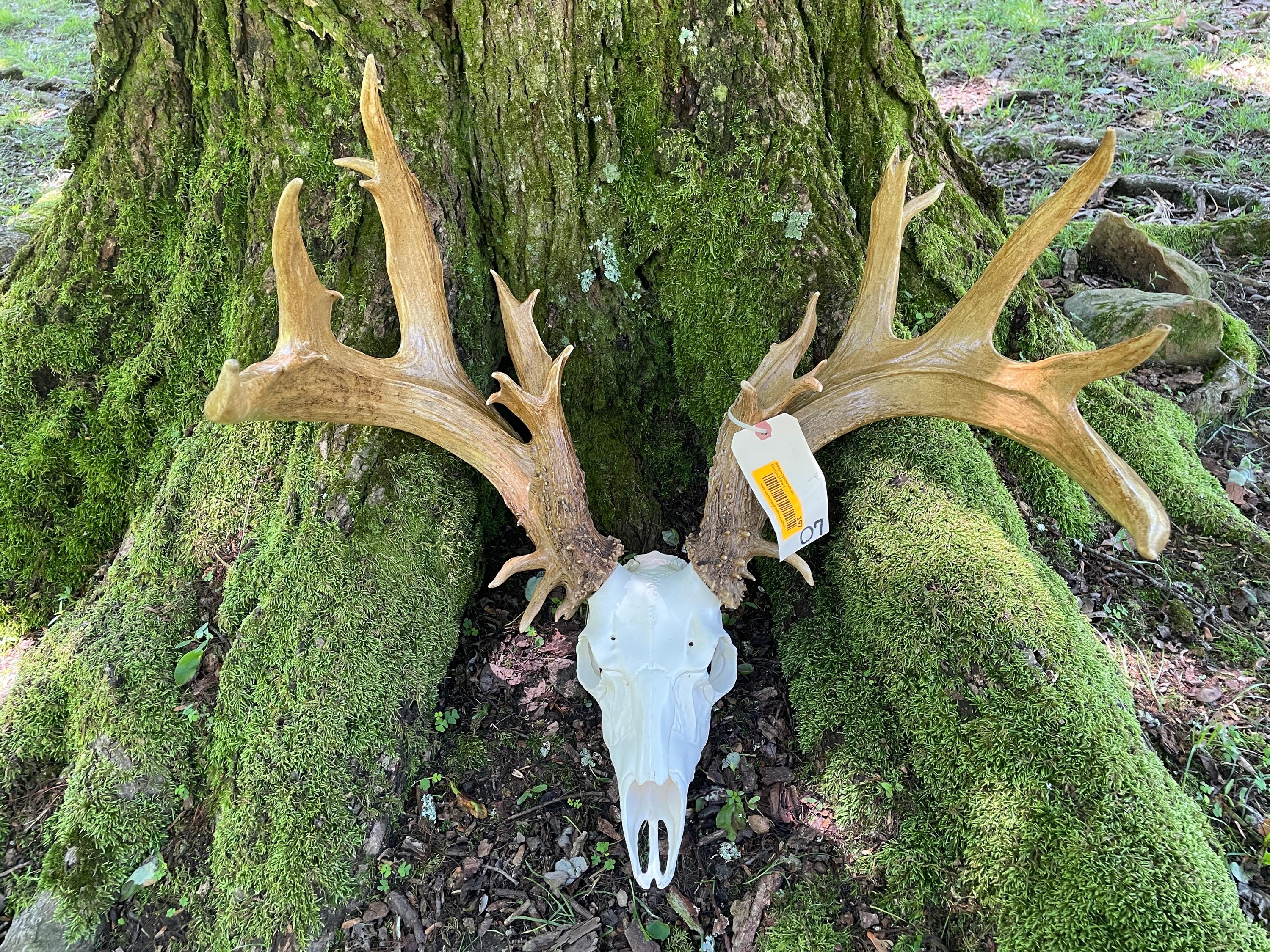 Massive 20 Point - Nontypical Whitetail Deer SHED Antlers-on a