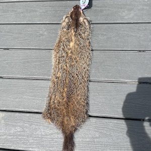 May include: A flat, elongated animal pelt featuring a mix of brown, tan, and dark gray fur with a textured, coarse appearance. The pelt is tapered toward the tail end and includes a small, light blue paper tag attached to the top with a purple string.