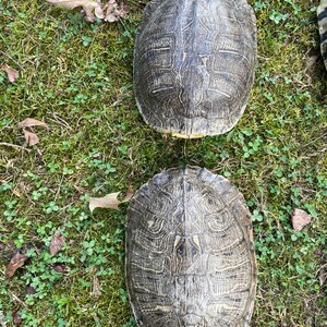 ONE {1} Awesome Taxidermy Large Red Eared Slider Turtle Shell Log Cabin ...