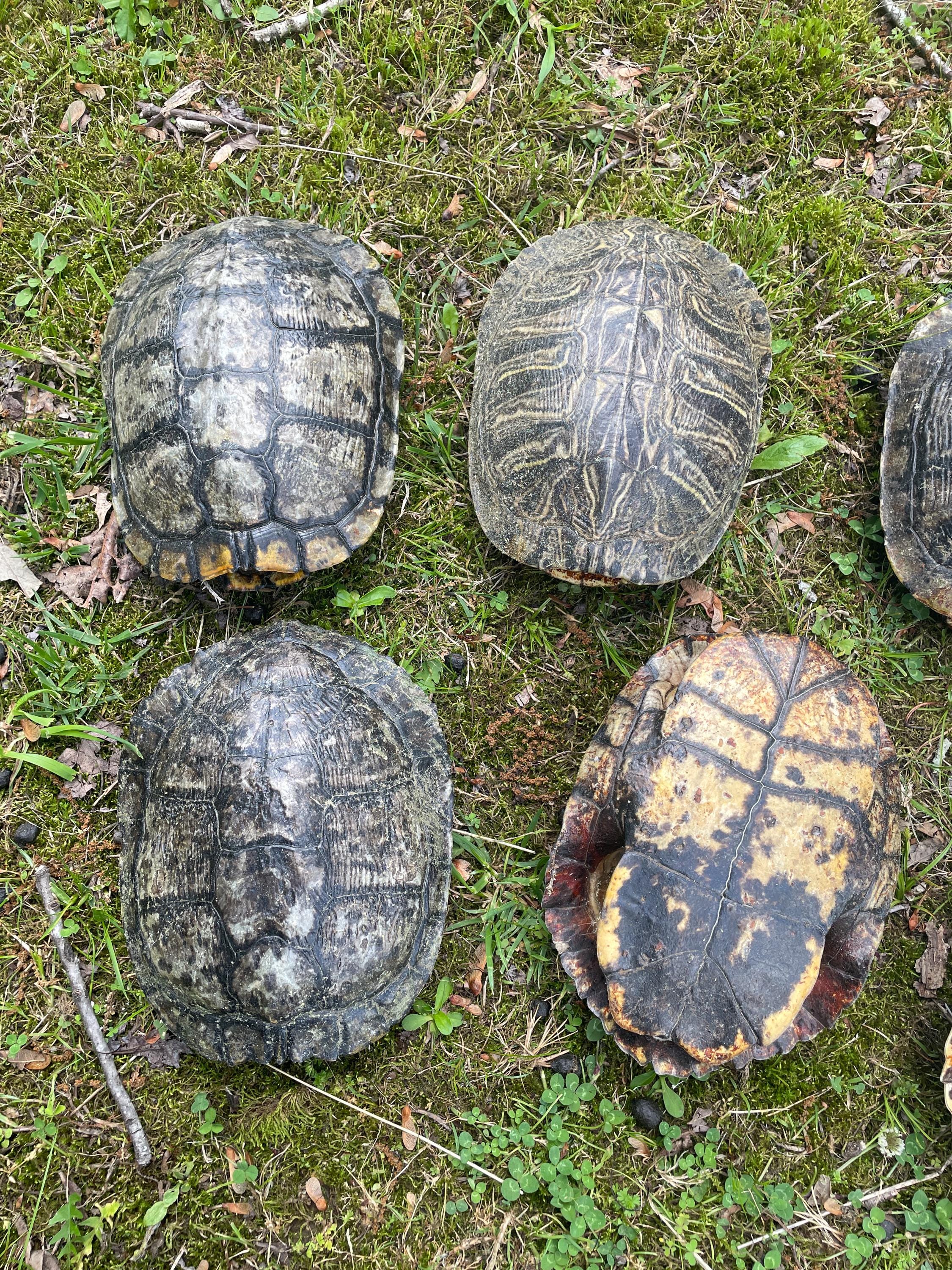 ONE {1} Awesome Taxidermy Large Red Eared Slider Turtle Shell Log Cabin ...