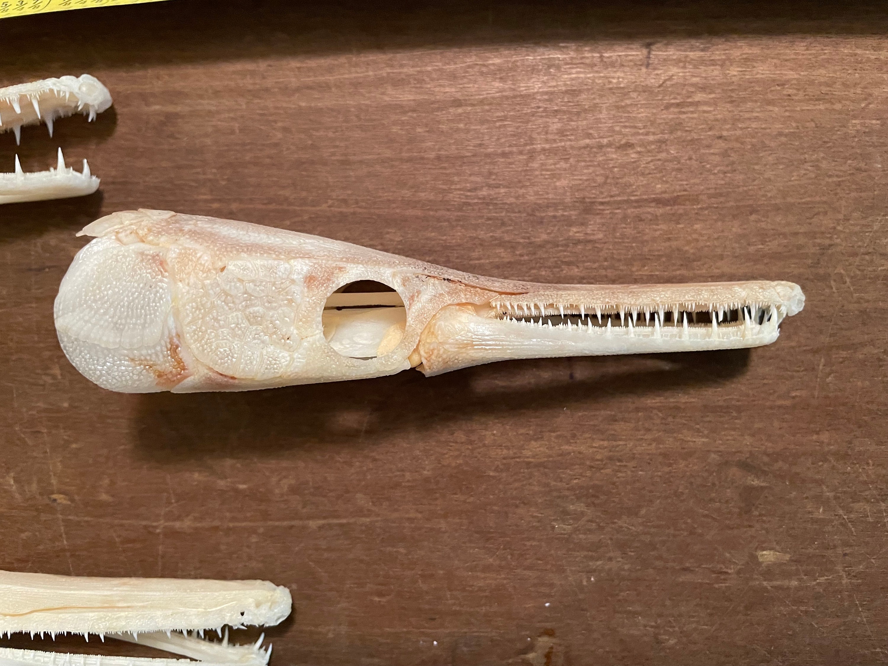 Un (1) caimán PEZ GAR Cráneo/Dientes Huesos naturales/Ciencia Extraño Educación Tatuaje ARTE = Atractosteus spatula