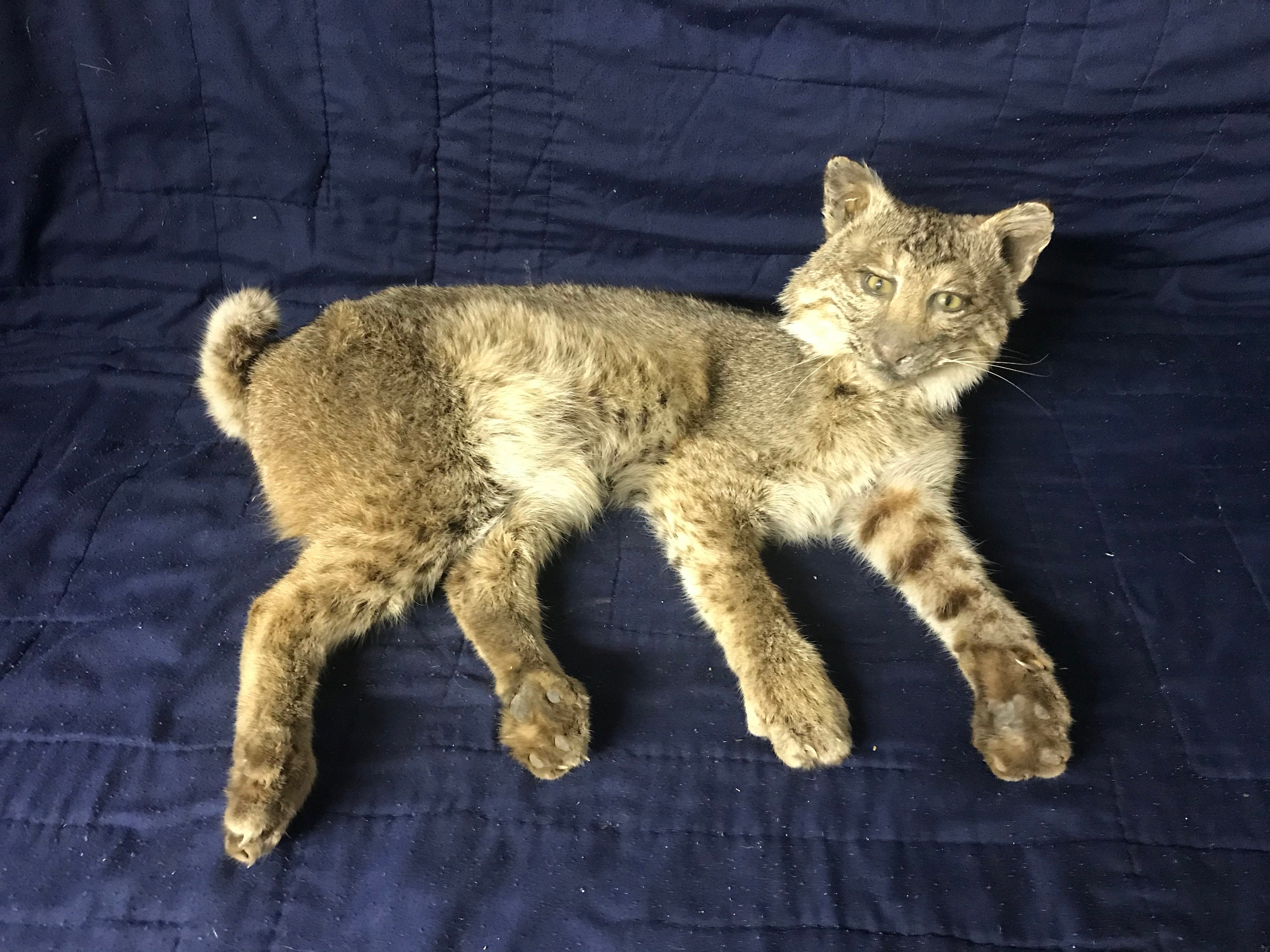 stuffed bobcat