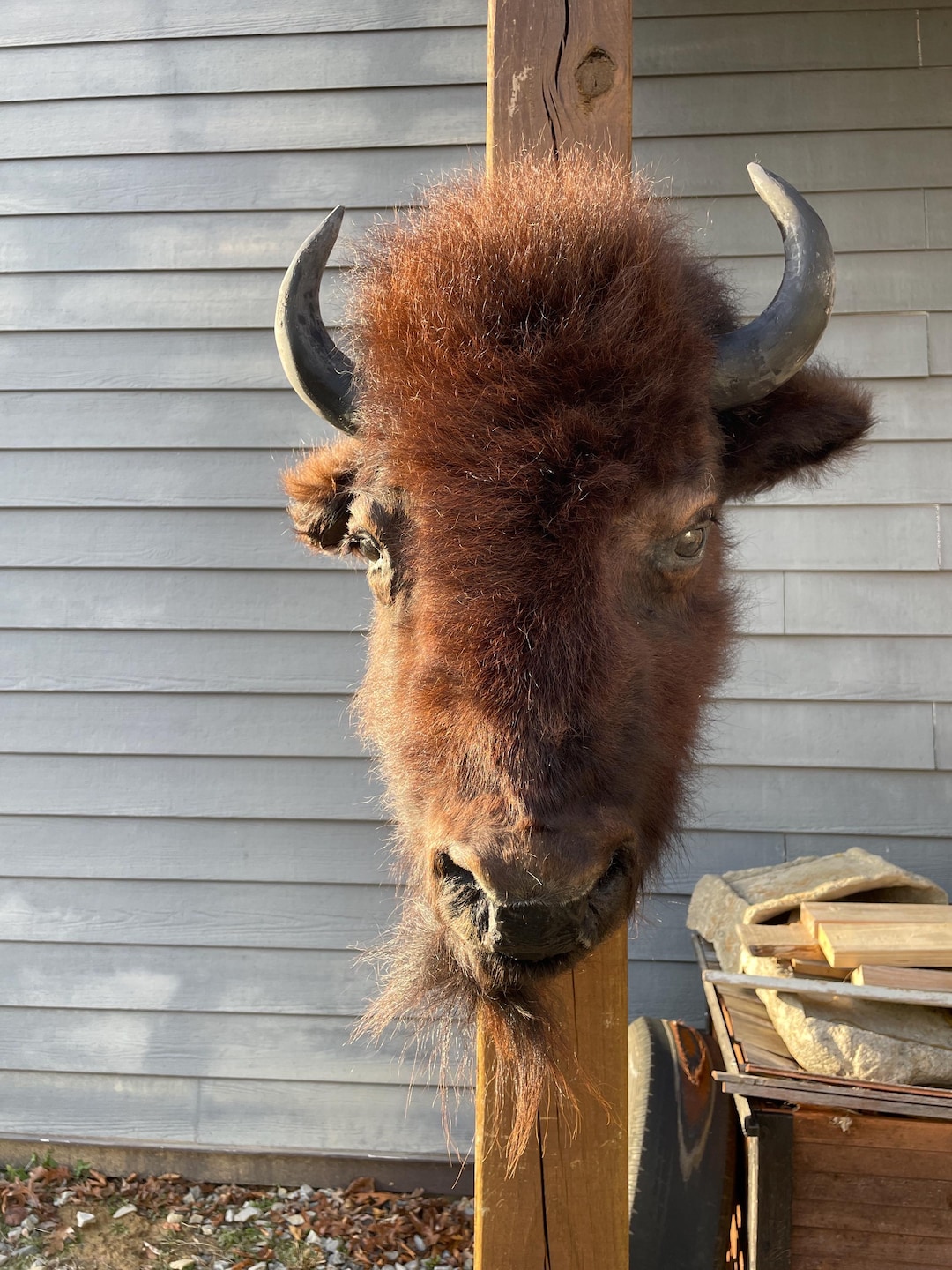 Western Decor, New BISON/BUFFALO Head Mount Log Cabin Hunting Lodge ...