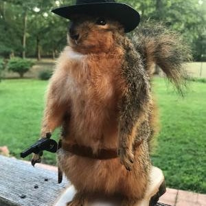 May include: A taxidermied squirrel wearing a black hat and a brown belt with a toy gun. The squirrel has brown and gray fur and is standing on a wooden base. The background is a blurred outdoor scene.