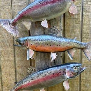 Puede incluir: Tres truchas montadas sobre un fondo de madera. Los peces son de diferentes tamaños y tienen una variedad de colores, incluyendo marrón, plateado y rojo.