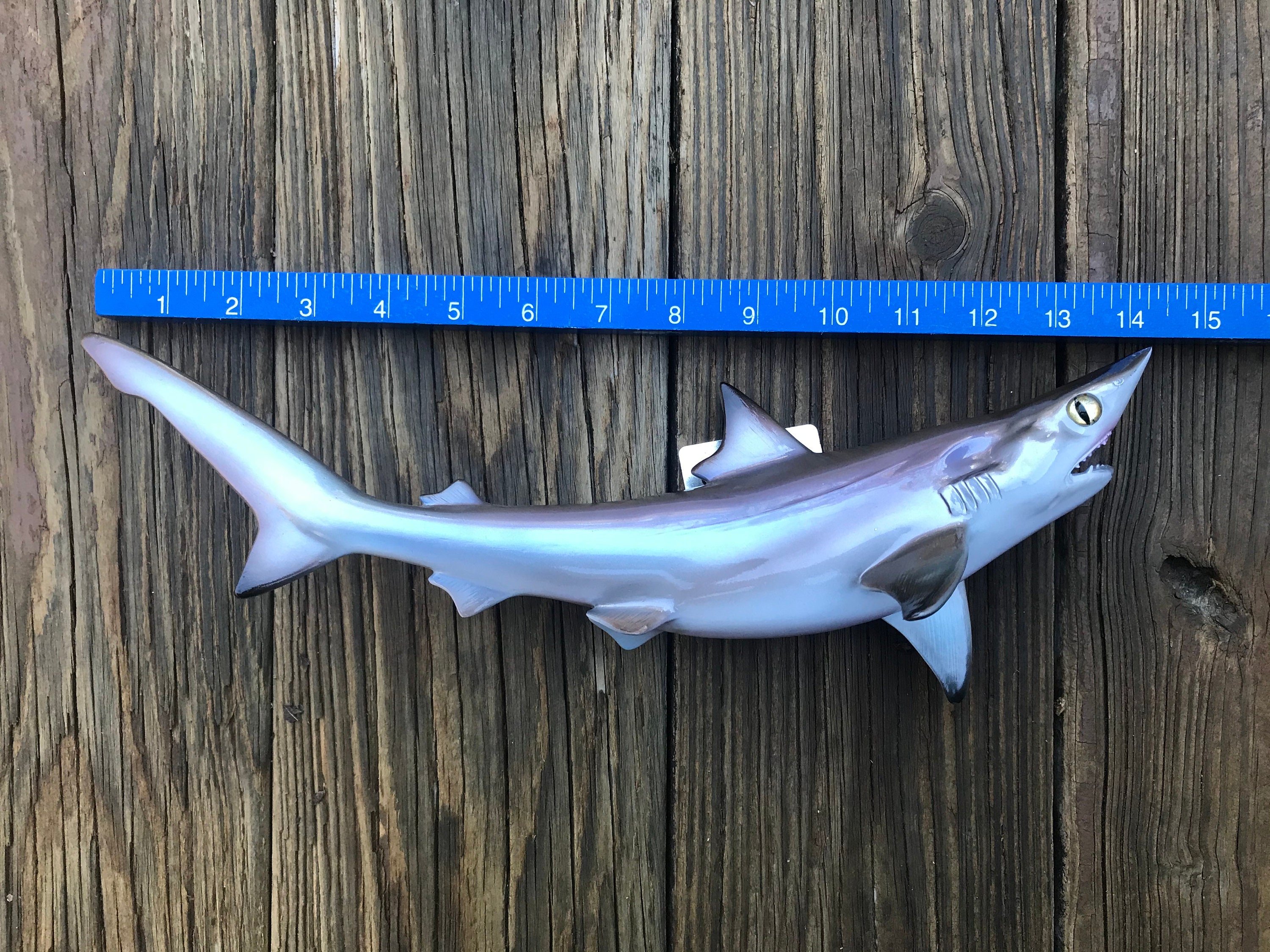 REPRO awesome Little SAND Tiger SHARK Taxidermy Mount Cabin - Etsy