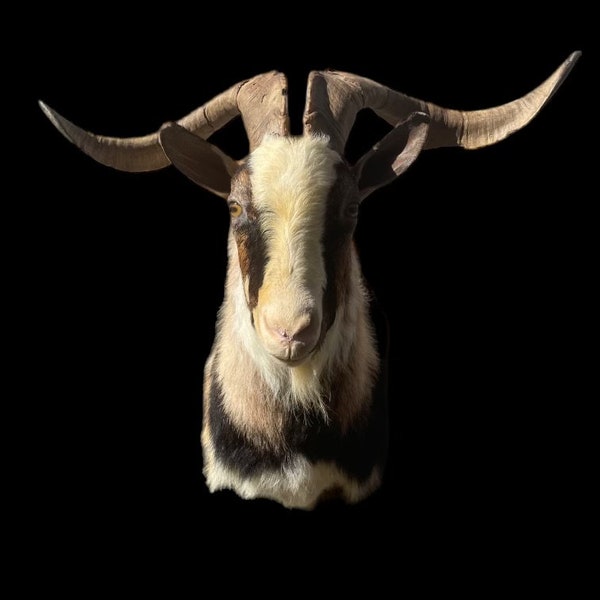 Beautiful & Rare Taxidermy, Really Kool , Bearded, Tri-Colored Billy Goat Shoulder Mount BIG Horns Log Cabin Hunting Lodge = Capra hircus