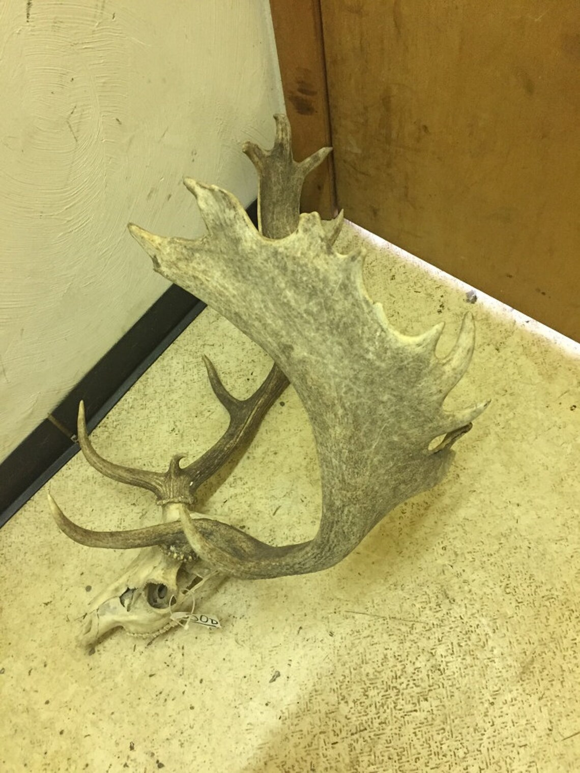 Taxidermy FALLOW DEER Skull & Huge 22 Point ANTLERS /log Cabin Etsy