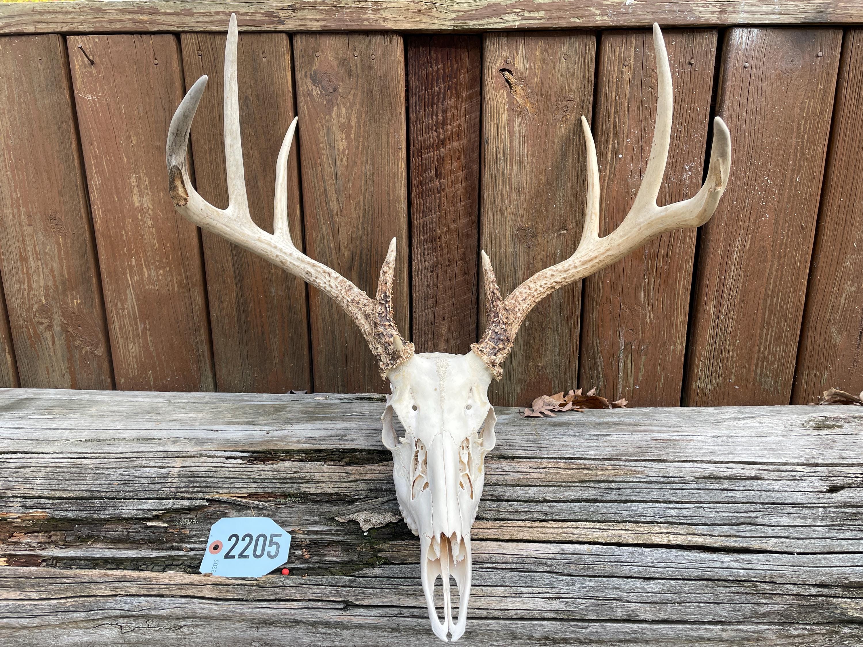 Taxidermy Large 8 Point WILD Whitetail DEER Full SKULL Antlers Log
