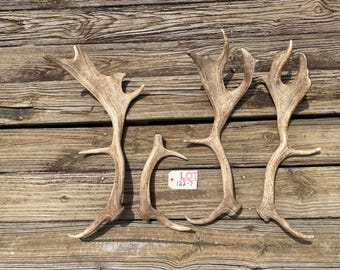 Taxidermy Two Awesome sets of Big FALLOW DEER Shed ANTLERS Log Cabin Hunting Lodge  or Crafts # W-122- = Dama Dama