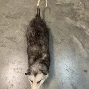 May include: A North American opossum with coarse, dark gray and brown fur, a pointed white face, black ears, and a long, hairless, pale pinkish-white prehensile tail that curves upward at the tip, viewed from a top-down perspective.