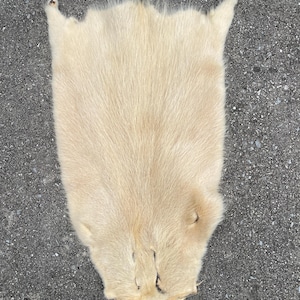 May include: A cream-colored animal hide with a soft, textured surface. The hide has an irregular shape with pointed edges and a natural, organic appearance. The fur is dense and appears to be well-preserved.