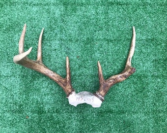 Nice 6  point set of Whitetail DEER ANTLERS, Log Cabin, Hunting Lodge Decor =  (Odocoileus virginianus)