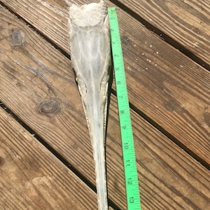 May include: A long, thin, white, dried fish skull with a long snout. The skull is measured against a green ruler that shows it is 15 inches long.