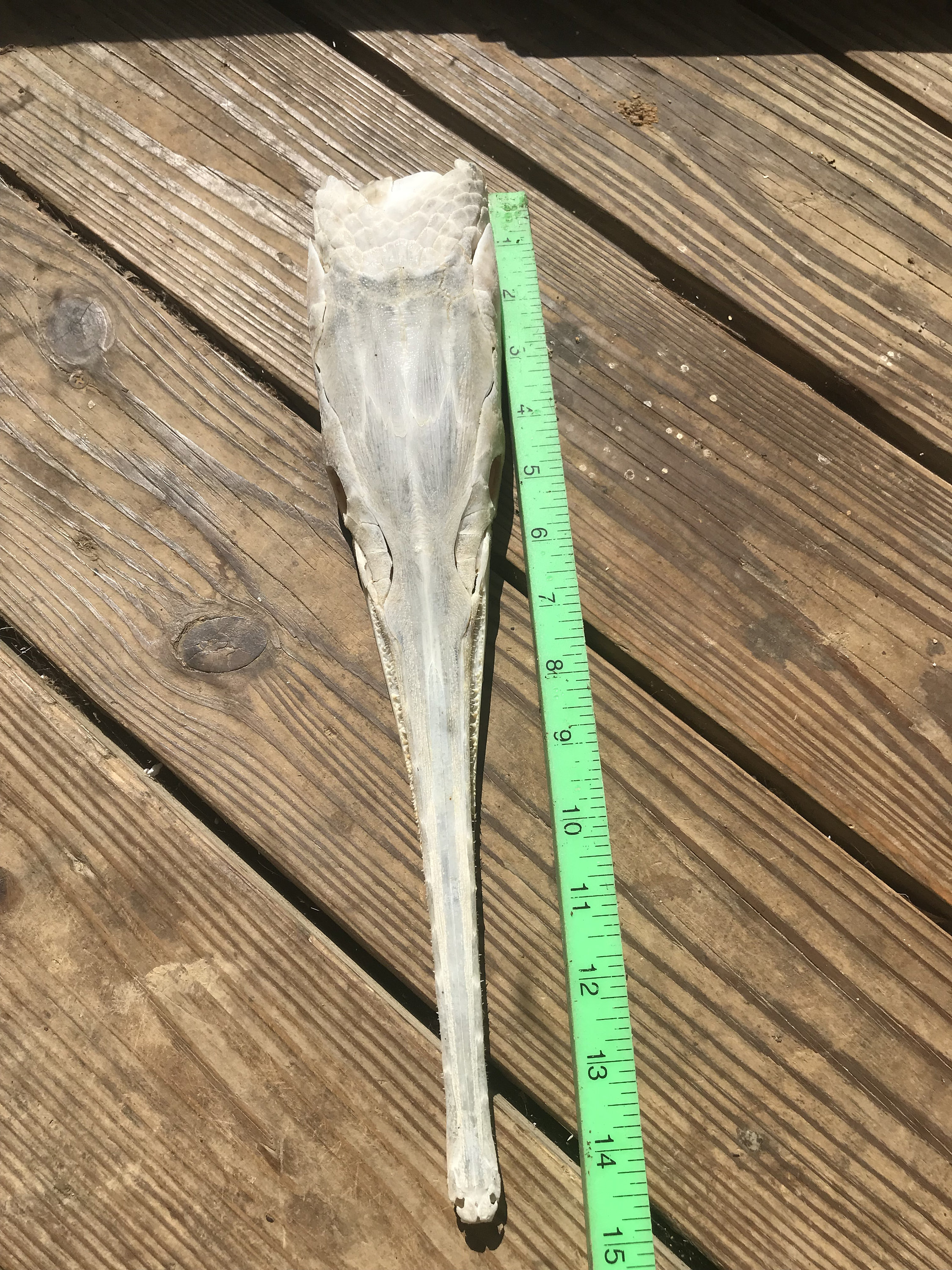 LONGNOSE GAR FISH Skull/teeth Natural Bones/science Weird